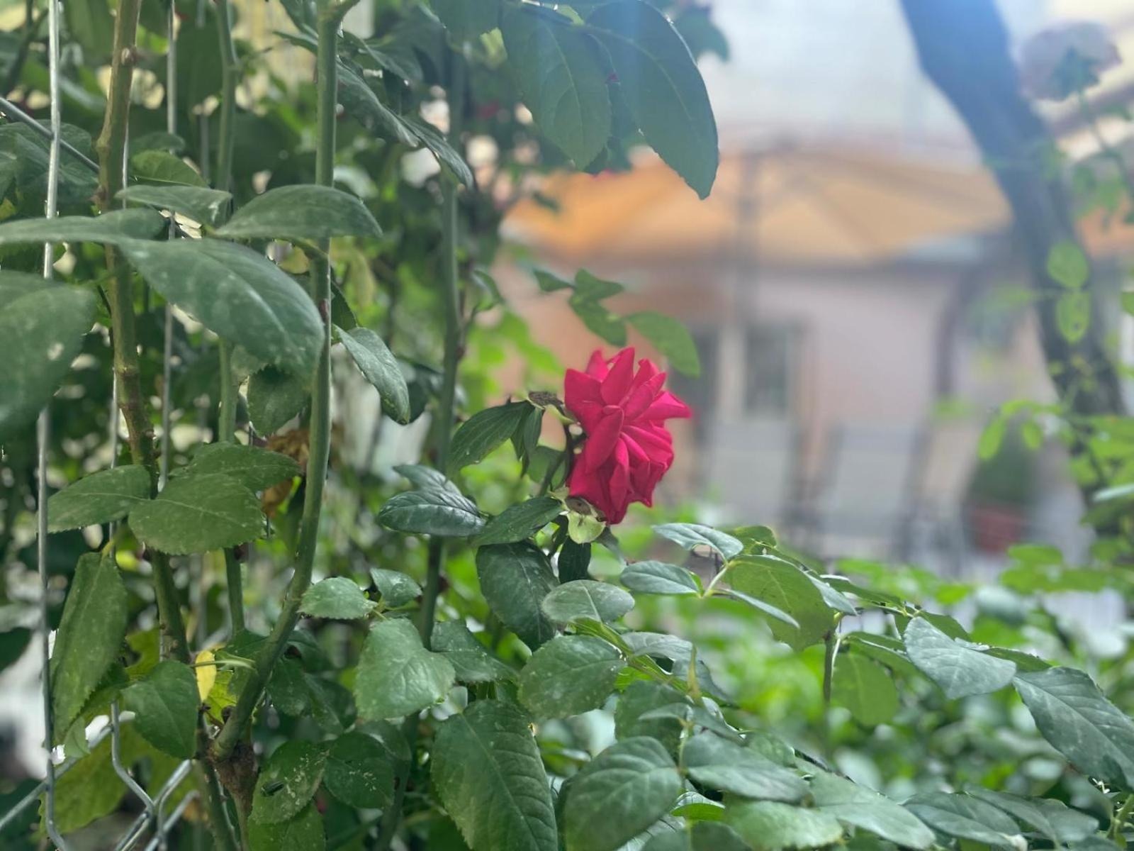 הוילה קונסטנצה Aminah House מראה חיצוני תמונה